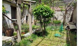 都市爆料石榴树视频播放,石榴树视频播放背后的惊人真相揭秘